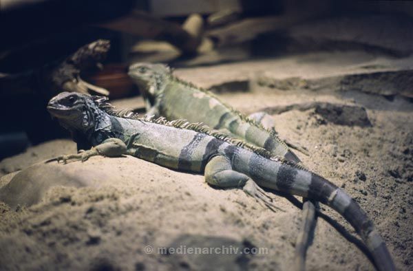 Terrarium. Reptilien.  Echsen. Leguane. Tiere. Fauna
Terrarium. Reptilien.  Echsen. Leguane. Tiere. Fauna
Schlüsselwörter: 1984;Echsen;Fauna;Reptilien;Terrarium;Tiere