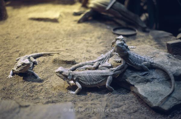 Terrarium. Reptilien.  Echsen. Leguane. Tiere. Fauna
Terrarium. Reptilien.  Echsen. Leguane. Tiere. Fauna
Schlüsselwörter: 1984;Echsen;Fauna;Reptilien;Terrarium;Tiere