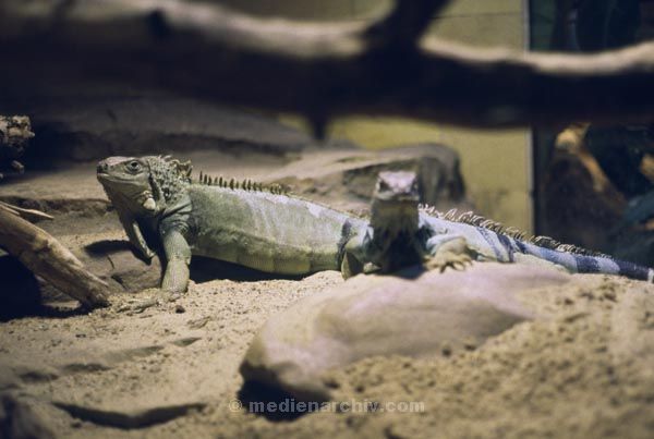 Terrarium. Reptilien.  Echsen. Leguane. Tiere. Fauna
Terrarium. Reptilien.  Echsen. Leguane. Tiere. Fauna
Schlüsselwörter: 1984;Echsen;Fauna;Reptilien;Terrarium;Tiere