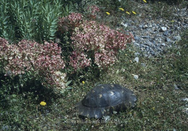 Juni 1991. Griechenland. Fauna / Tiere. Schildkröte
Juni 1991. Griechenland. Fauna / Tiere. Schildkröte
Schlüsselwörter: 1991;Griechenland;Tiere;Fauna;Schildkröte