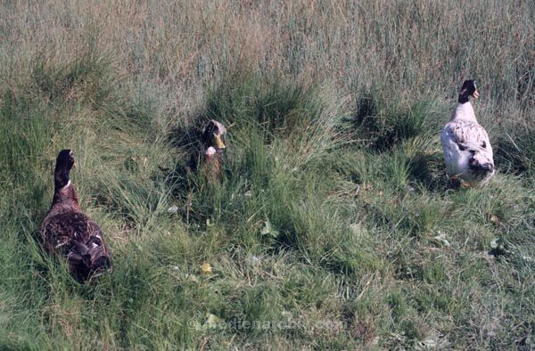 Foto: Helga Müller
Schlüsselwörter: Fauna;Federvieh;Geflügel;Tiere;1987
