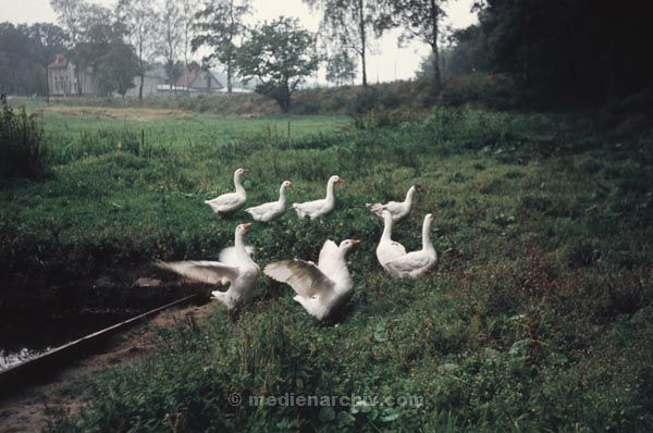 Schlüsselwörter: Fauna;Federvieh;Geflügel;Tiere;1960;Gänse;Gans