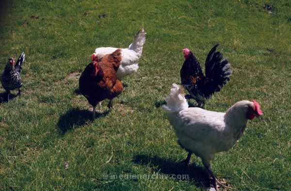 1982. Fauna Tiere Hühner Huhn Freilandhaltung
1982. Fauna Tiere Hühner Huhn Freilandhaltung 
Foto: Helga Müller
Schlüsselwörter: Fauna;Federvieh;Geflügel;Tiere;1982;Hühner;Huhn