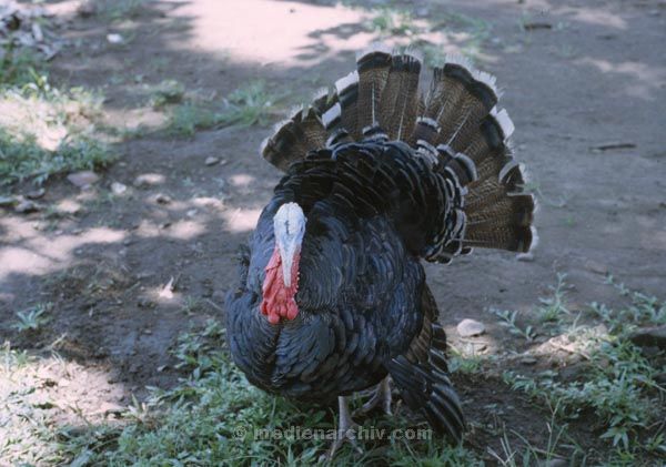 1980. Asien. Fernost. Indonesien. Truthahn
1980. Asien. Fernost. Indonesien. Faune / Tiere. Vogel / Vögel. Truthahn.
Schlüsselwörter: 1980;Asien;Fernost;Indonesien;Tiere;Truthahn;Vogel
