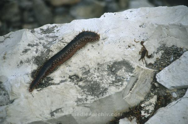 Juni 1991. Griechenland. Fauna / Tiere.  Wurm
Juni 1991. Griechenland. Fauna / Tiere.  Wurm / Würmer
Schlüsselwörter: 1991;Griechenland;Fauna;Tiere;Wurm;Würmer;Steg;WÃ¼rmer