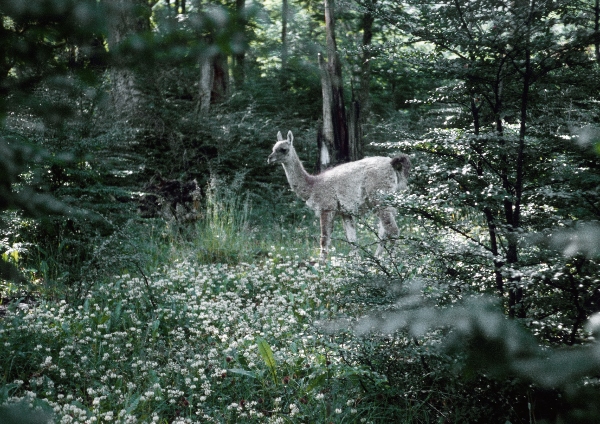 1981. Südamerika. Argentinien. Lama. Tiere
1981. Südamerika. Lateinamerika. Argentinien. Fauna Tiere. Lamas im Wald
Schlüsselwörter: 1981;Argentinien;Fauna;Lamas;Lateinamerika;Südamerika;Tiere