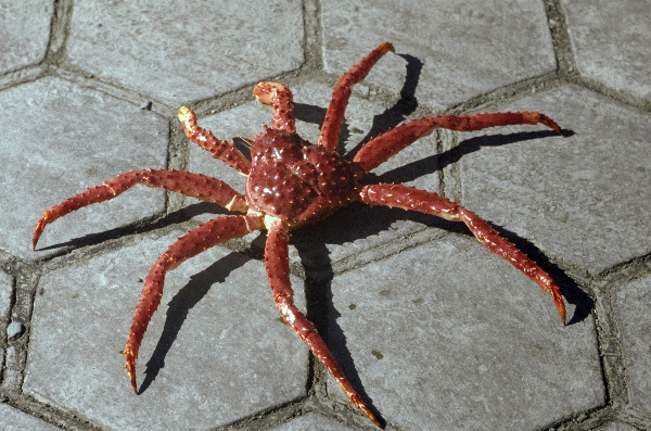 1981. Südamerika. Argentinien. Seespinne
1981. Südamerika. Lateinamerika. Argentinien. Seespinne
Schlüsselwörter: 1981;Argentinien;Lateinamerika;Seespinne;Südamerika