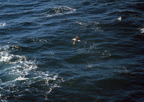 1981. Albatros über dem Meer vor Argentinien.
1981. Vor  Argentinien. Albatros über dem Meer. Fauna / Tiere. Vogel
Schlüsselwörter: 1981;Albatros;Argentinien;Fauna;Lateinamerika;Meer;Südamerika;Tiere;Vogel;Vögel