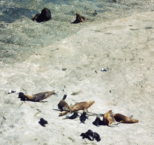1981. Südamerika. Argentinien. Robbenkolonie.
1981. Südamerika. Lateinamerika. Argentinien. Robbenkolonie. Fauna / Tiere.
Schlüsselwörter: 1981;Argentinien;Fauna;Lateinamerika;Robbenkolonie;Südamerika;Tiere