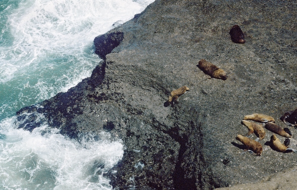1981. Südamerika. Argentinien. Robbenkolonie.
1981. Südamerika. Lateinamerika. Argentinien. Robbenkolonie. Fauna / Tiere.
Schlüsselwörter: 1981;Argentinien;Fauna;Lateinamerika;Robbenkolonie;Südamerika;Tiere