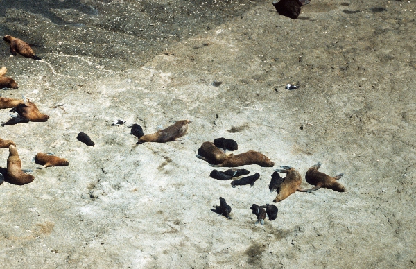 1981. Südamerika. Argentinien. Robbenkolonie.
1981. Südamerika. Lateinamerika. Argentinien. Robbenkolonie. Fauna / Tiere.
Schlüsselwörter: 1981;Argentinien;Fauna;Lateinamerika;Robbenkolonie;Südamerika;Tiere