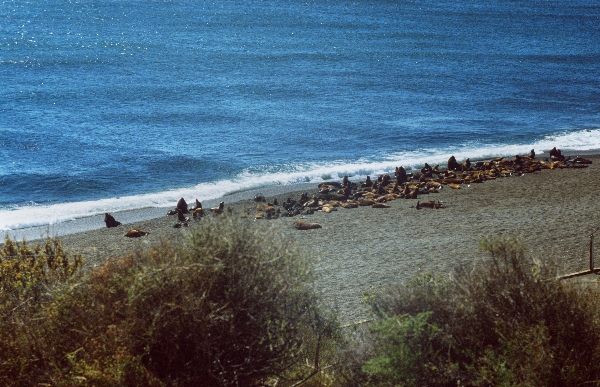1981. Südamerika. Argentinien. Robbenkolonie.
1981. Südamerika. Lateinamerika. Argentinien. Robbenkolonie. Fauna / Tiere.
Schlüsselwörter: 1981;Argentinien;Fauna;Lateinamerika;Robbenkolonie;Südamerika;Tiere
