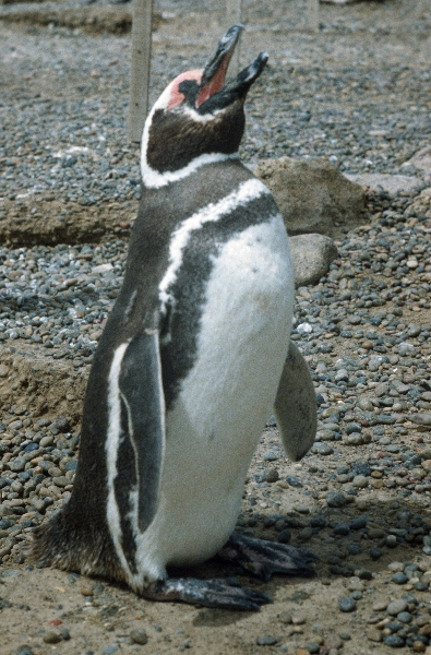 1981. Südamerika. Argentinien. Pinguinkolonie. Pinguine
1981. Südamerika. Lateinamerika. Argentinien. Pinguinkolonie. Magellanpinguin. Fauna / Tiere.
Schlüsselwörter: 1981;Argentinien;Fauna;Lateinamerika;Pinguine;Pinguinkolonie;Südamerika;Tiere