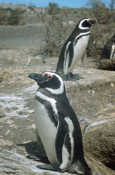 1981. Südamerika. Argentinien. Pinguinkolonie. Pinguine
1981. Südamerika. Lateinamerika. Argentinien. Pinguinkolonie. Magellanpinguin. Fauna / Tiere.
Schlüsselwörter: 1981;Argentinien;Fauna;Lateinamerika;Pinguine;Pinguinkolonie;Südamerika;Tiere