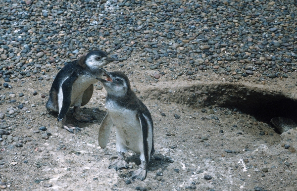1981. Südamerika. Argentinien. Pinguinkolonie. Pinguine
1981. Südamerika. Lateinamerika. Argentinien. Pinguinkolonie. Magellanpinguin. Fauna / Tiere.
Schlüsselwörter: 1981;Argentinien;Fauna;Lateinamerika;Pinguine;Pinguinkolonie;Südamerika;Tiere