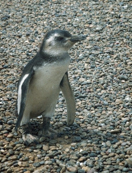 1981. Südamerika. Argentinien. Pinguinkolonie. Pinguine
1981. Südamerika. Lateinamerika. Argentinien. Pinguinkolonie. Magellanpinguin. Fauna / Tiere.
Schlüsselwörter: 1981;Argentinien;Fauna;Lateinamerika;Pinguine;Pinguinkolonie;Südamerika;Tiere