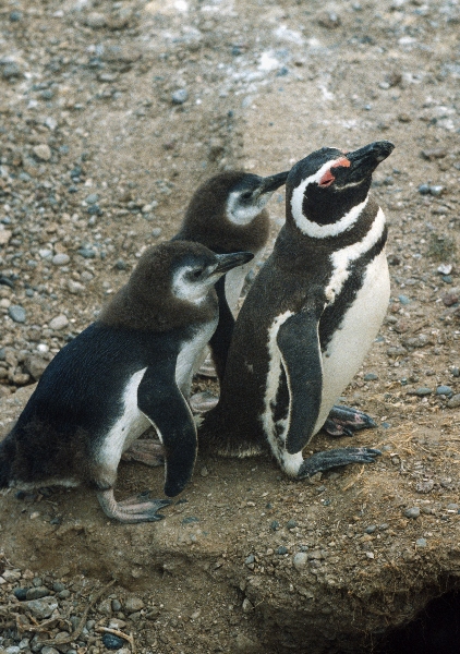 1981. Südamerika. Argentinien. Pinguinkolonie. Pinguine
1981. Südamerika. Lateinamerika. Argentinien. Pinguinkolonie. Magellanpinguin. Fauna / Tiere.
Schlüsselwörter: 1981;Argentinien;Fauna;Lateinamerika;Pinguine;Pinguinkolonie;Südamerika;Tiere