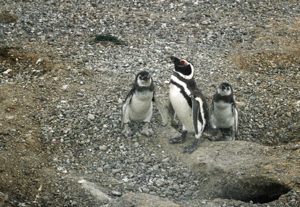 1981. Südamerika. Argentinien. Pinguinkolonie. Pinguine
1981. Südamerika. Lateinamerika. Argentinien. Pinguinkolonie. Magellanpinguin. Fauna / Tiere.
Schlüsselwörter: 1981;Argentinien;Fauna;Lateinamerika;Pinguine;Pinguinkolonie;Südamerika;Tiere