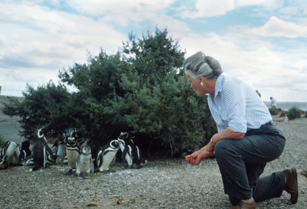 1981. Südamerika. Argentinien. Pinguinkolonie. Pinguine
1981. Südamerika. Lateinamerika. Argentinien. Pinguinkolonie. Magellanpinguin. Fauna / Tiere.
Schlüsselwörter: 1981;Argentinien;Fauna;Lateinamerika;Pinguine;Pinguinkolonie;Südamerika;Tiere