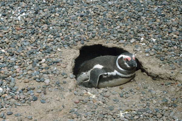 1981. Südamerika. Argentinien. Pinguinkolonie. Pinguine
1981. Südamerika. Lateinamerika. Argentinien. Pinguinkolonie. Magellanpinguin. Fauna / Tiere.
Schlüsselwörter: 1981;Argentinien;Fauna;Lateinamerika;Pinguine;Pinguinkolonie;Südamerika;Tiere