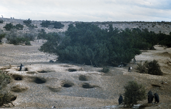 1981. Südamerika. Argentinien. Pinguinkolonie. Pinguine
1981. Südamerika. Lateinamerika. Argentinien. Pinguinkolonie. Magellanpinguin. Fauna / Tiere.
Schlüsselwörter: 1981;Argentinien;Fauna;Lateinamerika;Pinguine;Pinguinkolonie;Südamerika;Tiere
