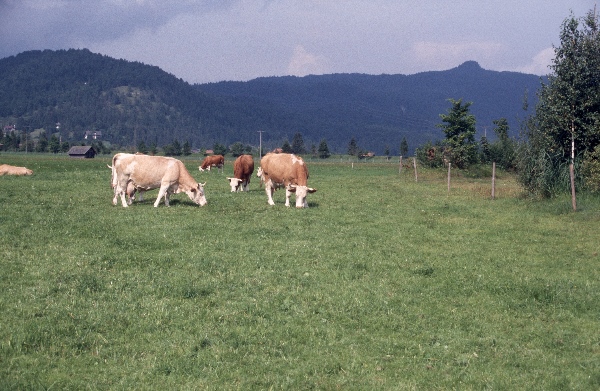 1982. Österreich.
1982. Österreich.
Schlüsselwörter: 1982;Österreich
