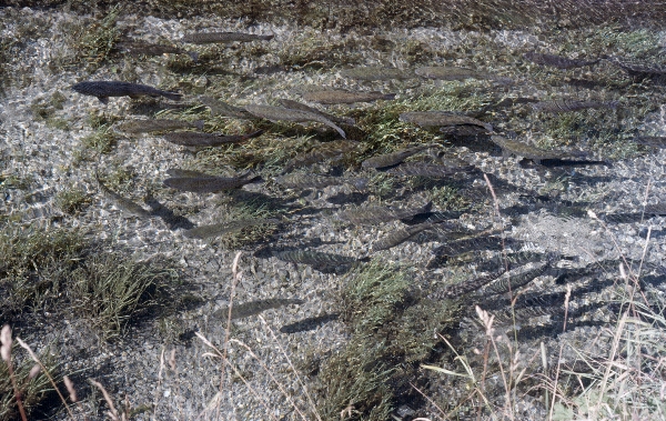 1980. Fische.  Österreich. Kärnten Kaernten. Alpen. Gebirge. Berge.
1980. Österreich. Kärnten Kaernten. Alpen. Gebirge. Berge. Fische.
Schlüsselwörter: 1980;Alpen;Berge;Fische;Gebirge;Kaernten;Kärnten;Österreich