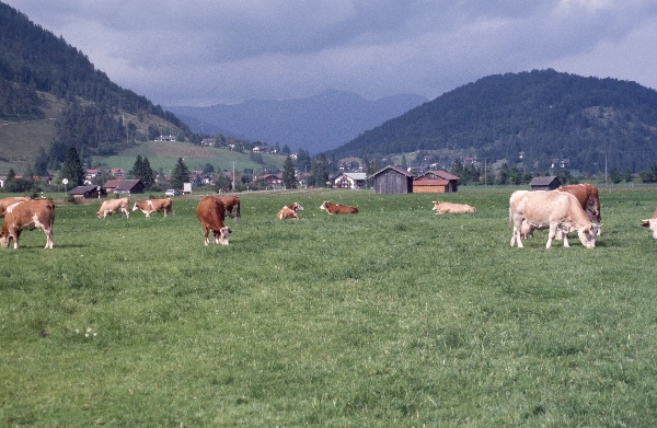 1987. Österreich. Kärnten. Rinder auf der Weide
1987. Österreich. Kärnten. Rinder auf der Weide. Viehwirtschaft.
Schlüsselwörter: 1987;Kärnten;Rinder;Viehwirtschaft;Österreich
