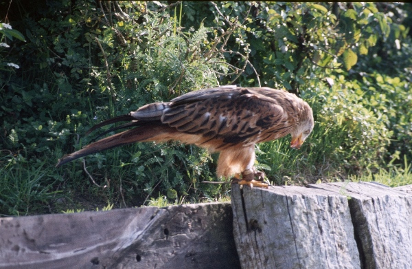 1987. Österreich. Kärnten. Fauna / Tiere. Vogel Vögel Adler
1987. Österreich. Kärnten. Fauna / Tiere. Vogel Vögel Adler
Schlüsselwörter: 1987;Adler;Kärnten;Vogel;Österreich