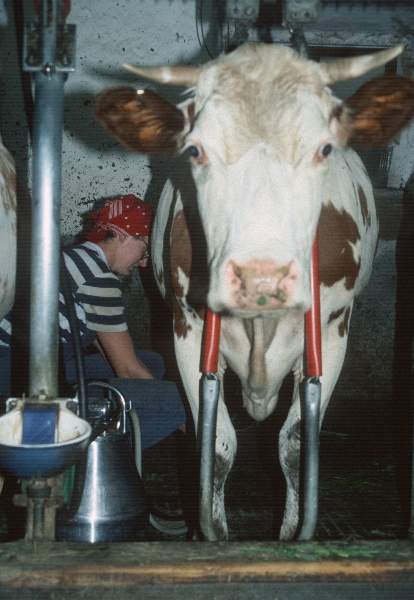 1981. Österreich. Land Salzburg / Salzburger Land. Pinzgau. Im Kuhstall. Melken. Bauern.
1981. Österreich. Bundesland: Land Salzburg / Salzburger Land. Bezirk Pinzgau. Im Kustall. Bäuerin beim Melken. Landwirtschaft. Viehwirtschaft. Bauern.
Schlüsselwörter: 1981;Alpen;Bäuerin;Kuhstall;Land Salzburg;Landwirtschaft;Melken;Salzburger Land;Viehwirtschaft;Österreich