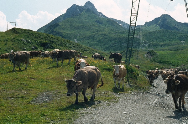 1986. Österreich. Tirol. Zillertaler Alpen / Tuxer Alpen. Rinder, Kühe, Kuhherde,  Vieh auf der Alm.
1986. Österreich. Tirol. Zillertaler Alpen / Tuxer Alpen. Rinder, Kühe, Kuhherde, Vieh auf der Alm. Viehzucht
Schlüsselwörter: 1986;Alm;Berge;Herde;Kuh;Kühe;Landwirtschaft;Rinder;Schlegeis;Tuxer Alpen;Viehzucht;Zillertaler Alpen;Österreich