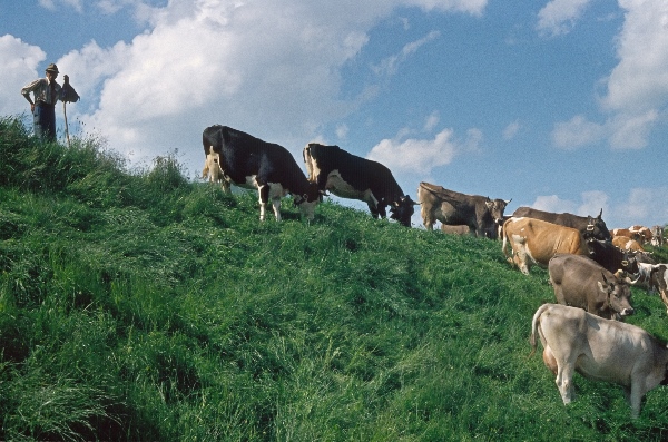 1986. Österreich. Tirol. Zillertaler Alpen / Tuxer Alpen. Rinder, Kühe, Kuhherde,  Vieh auf der Alm.
1986. Österreich. Tirol. Zillertaler Alpen / Tuxer Alpen. Rinder, Kühe, Kuhherde, Vieh auf der Alm. Viehzucht
Schlüsselwörter: 1986;Alm;Berge;Herde;Kuh;Kühe;Landwirtschaft;Rinder;Schlegeis;Tuxer Alpen;Viehzucht;Zillertaler Alpen;Österreich