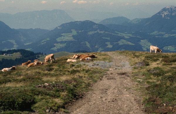 1979. Österreich. Tirol. Kitzbüheler Alpen. Region: Söll - Hochsöll, Silleralm
1979. Österreich. Tirol. Kitzbüheler Alpen. Region: Söll - Hochsöll, Silleralm
Schlüsselwörter: 1979;Alpen;Berge;Gebirge;Kitzbüheler Alpen;Tirol;Österreich