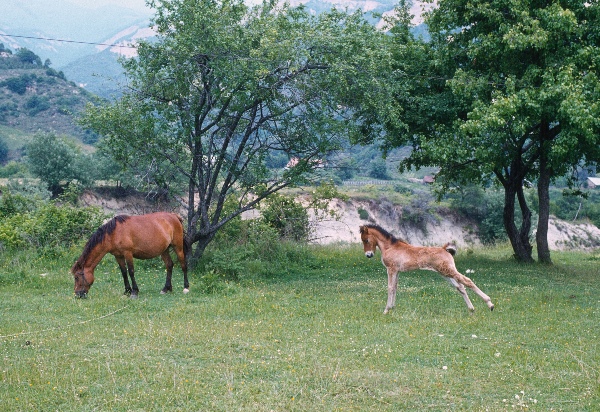 1981. Bulgarien
1981. Bulgarien
Schlüsselwörter: 1981;Bulgarien