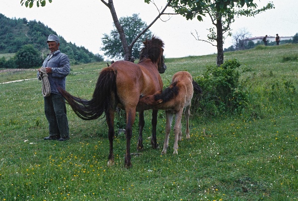 1981. Bulgarien
1981. Bulgarien
Schlüsselwörter: 1981;Bulgarien