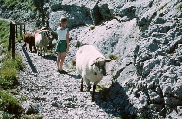 August 1958. Schweiz. Luzern. Pilatus. Gebirge. Alpen. Berge.
August 1958. Schweiz. Luzern. Pilatus. Gebirge. Alpen. Berge.
Schlüsselwörter: 1958;Luzern;Pilatus;Schweiz
