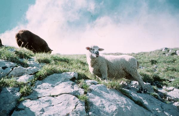 August 1958. Schweiz. Luzern. Pilatus. Gebirge. Alpen. Berge.
August 1958. Schweiz. Luzern. Pilatus. Gebirge. Alpen. Berge.
Schlüsselwörter: 1958;Schweiz;Pilatus;Luzern