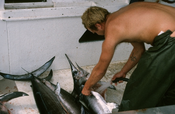 1989. Spanien. Balearen. Mallorca. Puerto Alcudia. Thunfisch Fischer
1989. Spanien. Balearen. Mallorca. Puerto Alcudia. Thunfisch Fischer
Schlüsselwörter: Balearen;Fischer;Mallorca;Puerto Alcuida;Spanien;Thunfisch