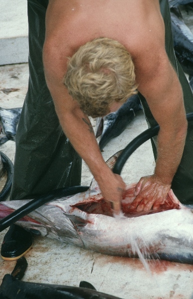 1989. Spanien. Mallorca. Pto. / Puerto Alcudia. Thunfisch - Fischer
1989. Spanien. Mallorca. Pto. / Puerto Alcudia.  Fischerboot. Ein Fischer nimmt einen Thunfisch aus.
Schlüsselwörter: 1989;Alcudia;Fischer;Fischerboot;Mallorca;Puerto;Spanien;Thunfische