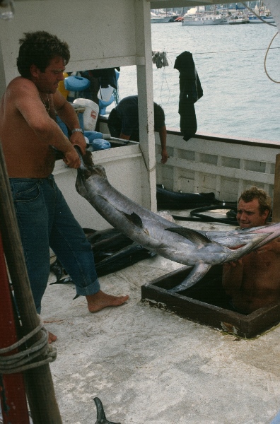1989. Spanien. Mallorca. Pto /Puerto Alcudia. Thunfisch - Fischer
1989. Spanien. Mallorca. Pto /Puerto Alcudia. Thunfisch - Fischer auf einem  Fischerboot
Schlüsselwörter: Spanien;Mallorca;1989;Puerto;Alcudia;Thunfische;Fischer;Fischerboot