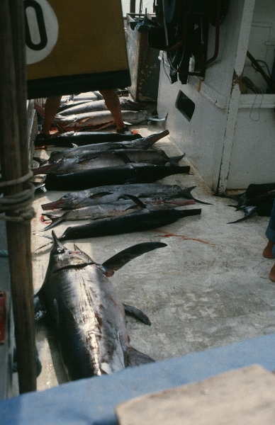 1989. Spanien. Mallorca. Pto /Puerto Alcudia. Thunfisch - Fischer
1989. Spanien. Mallorca. Pto /Puerto Alcudia. Thunfisch - Fischer auf einem  Fischerboot
Schlüsselwörter: Spanien;Mallorca;1989;Puerto;Alcudia;Thunfische;Fischer;Fischerboot