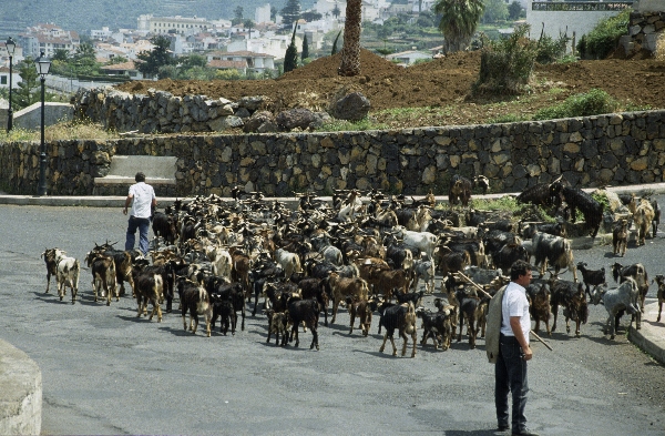 1991. Spanien. Kanarische Inseln. Teneriffa. Ziegenherde. Viehwirtschaft
1991. Spanien. Kanarische Inseln. Teneriffa. Ziegenherde. Viehwirtschaft
Schlüsselwörter: 1991;Teneriffa;Kanarische Inseln;Spanien;Viehwirtschaft;Ziegen
