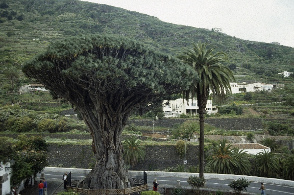 1991. Spanien. Kanarische Inseln. Teneriffa. Baum Bäume Drachenbaum
1991. Spanien. Kanarische Inseln. Teneriffa. Baum Bäume Drachenbaum
Schlüsselwörter: 1991;Teneriffa;Kanarische Inseln;Spanien;Baum;Bäume;Drachenbaum