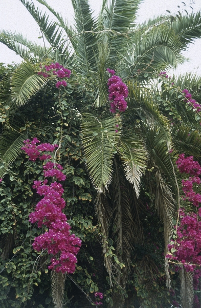 1991. Spanien. Kanarische Inseln. Teneriffa
1991. Spanien. Kanarische Inseln. Teneriffa
Schlüsselwörter: 1991;Teneriffa;Kanarische Inseln;Spanien