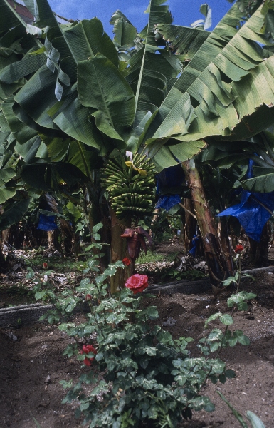1991. Spanien. Kanarische Inseln. Teneriffa
1991. Spanien. Kanarische Inseln. Teneriffa
Schlüsselwörter: 1991;Teneriffa;Kanarische Inseln;Spanien