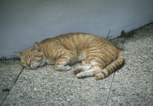 1991. Katze. Spanien. Kanarische Inseln. Teneriffa
1991. Spanien. Kanarische Inseln. Teneriffa. Katze
Schlüsselwörter: 1991;Teneriffa;Kanarische Inseln;Spanien;Katze