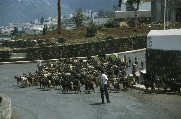 1991. Spanien. Kanarische Inseln. Teneriffa
1991. Spanien. Kanarische Inseln. Teneriffa
Schlüsselwörter: 1991;Teneriffa;Kanarische Inseln;Spanien