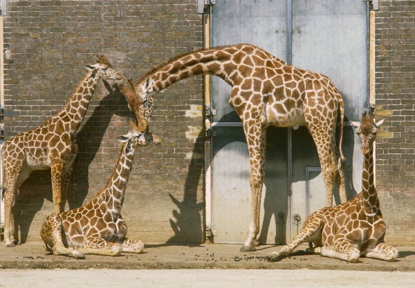 1981. England. Großbritannien. Great Britain. London. Zoo. Giraffen
1981. England. Großbritannien. Great Britain. London. Tiergarten / Zoo. Giraffen
Schlüsselwörter: 1981;Great Britain;Großbritannien;England;London;Zoo;Giraffen