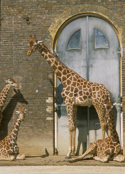 1981. England. Großbritannien. Great Britain. London. Zoo. Giraffen
1981. England. Großbritannien. Great Britain. London. Tiergarten / Zoo. Giraffen
Schlüsselwörter: 1981;Great Britain;Großbritannien;England;London;Zoo;Giraffen