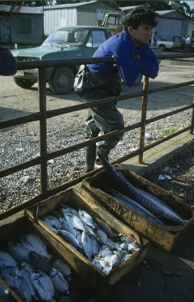 Juni 1991. Griechenland. Fischer. Fischverkäufer. Fische in Kisten
Juni 1991. Griechenland. Fischer. Fischverkäufer. Fische in Kisten
Schlüsselwörter: 1991;Fische;Fischstand;Fischverkäufer;Griechenland;Marktstand;Meeresfrüchte